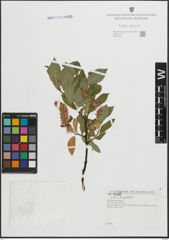 Foto von Salix hastata L.